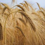 field, wheats, grains-6374781.jpg