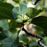 fig tree, fig, fruit-4432035.jpg