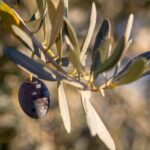 olive, tree, plant-2908688.jpg