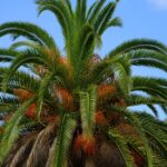 palm tree, date palm, tree-375635.jpg