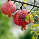 pomegranate, fruit, plant-3752112.jpg